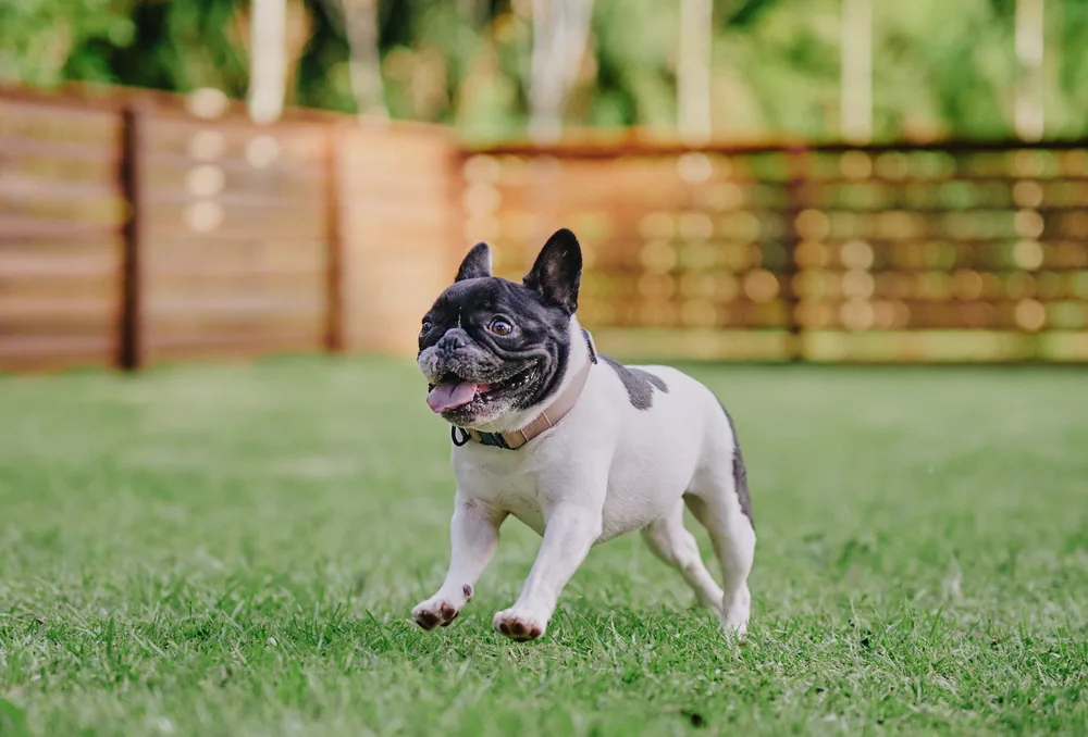 愛犬とのご滞在の様子