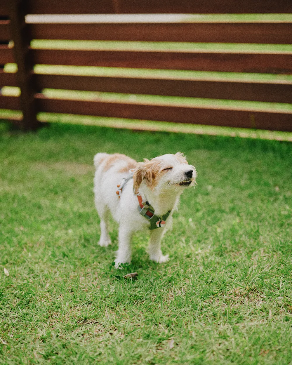 愛犬とのご滞在の様子