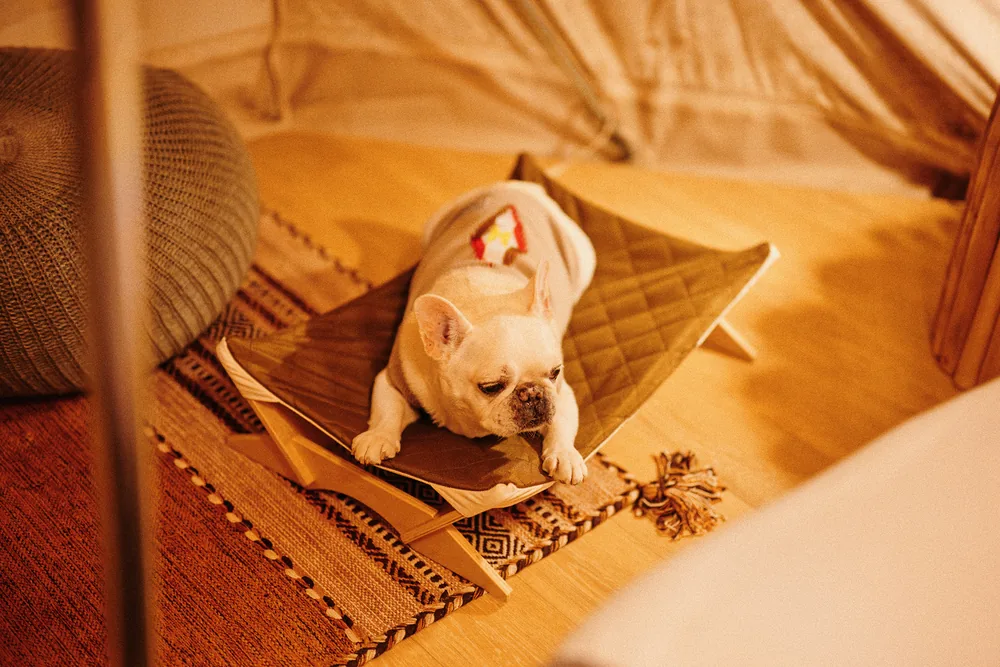 愛犬とのご滞在の様子