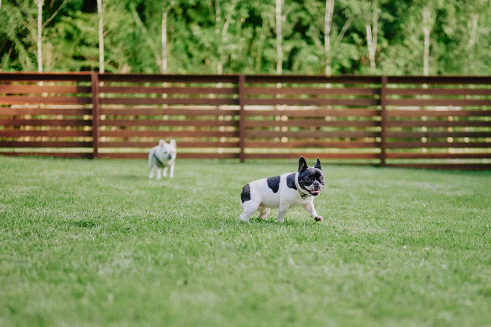 愛犬とのご滞在の様子