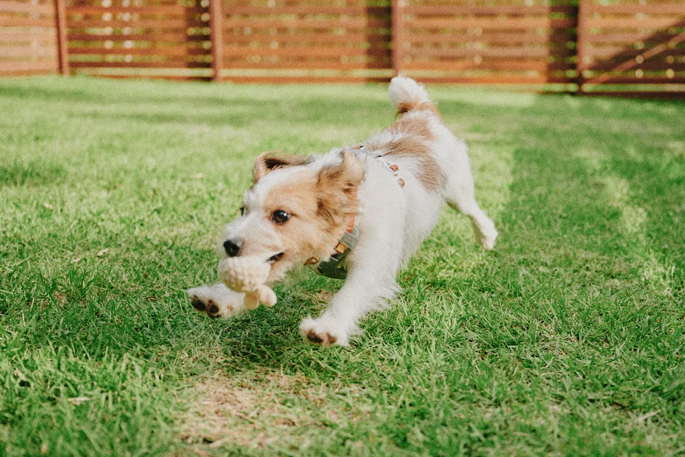 愛犬とのご滞在の様子
