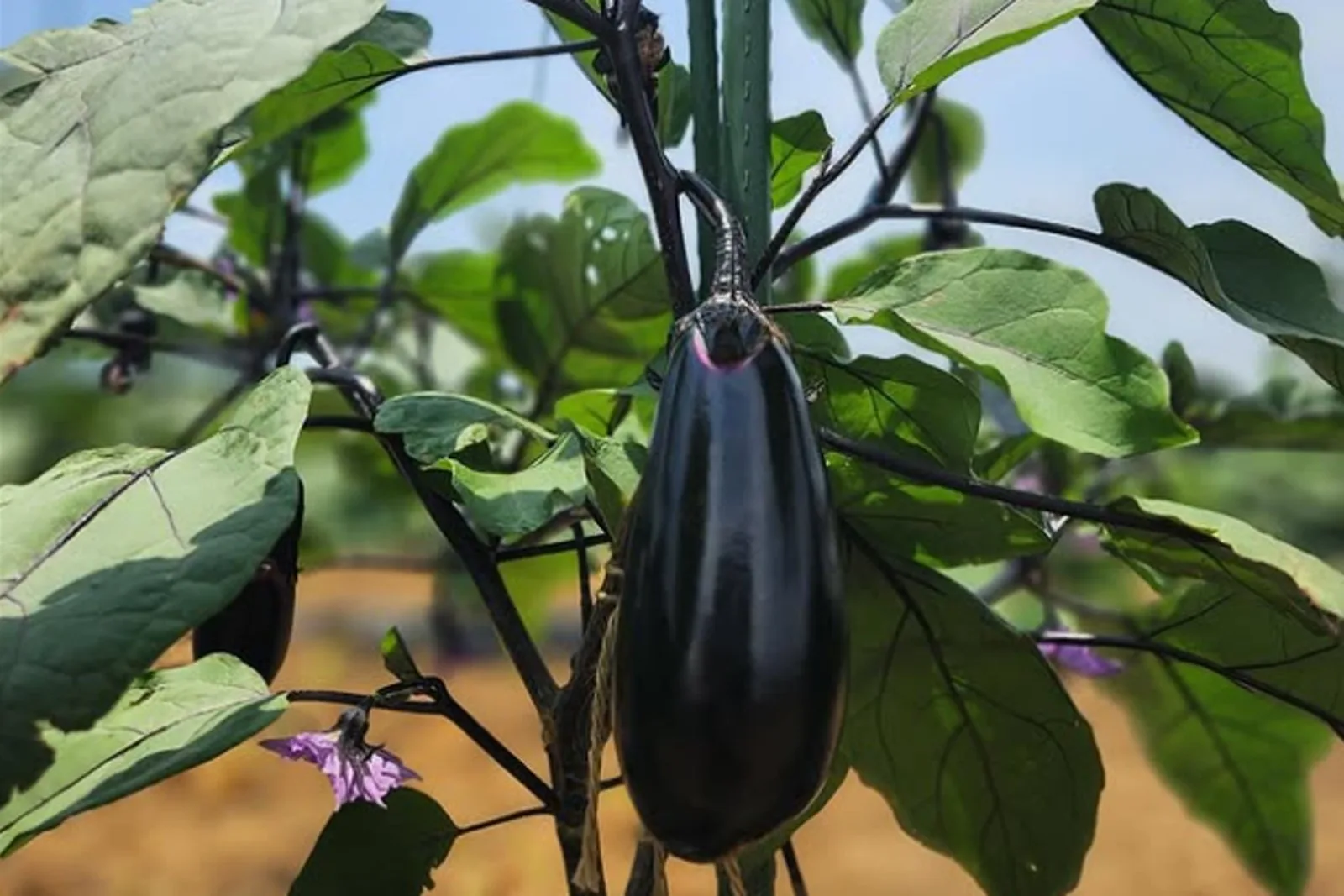 子どもと一緒に体験!夏野菜収穫